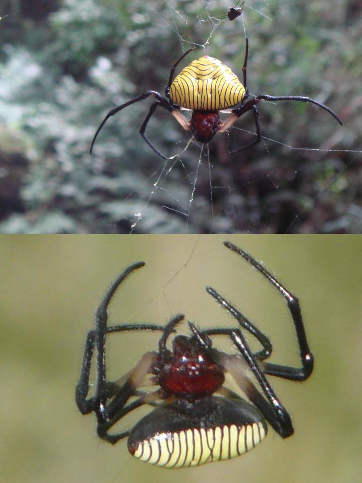 FIGURE 25 FIGURE 25